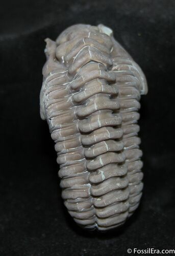 Very Large Flexicalymene Trilobite - Indiana #1003